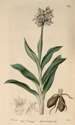 Illustration av Neotinea tridentata subsp. tridentata (som syn.Orchis variegataAll.)